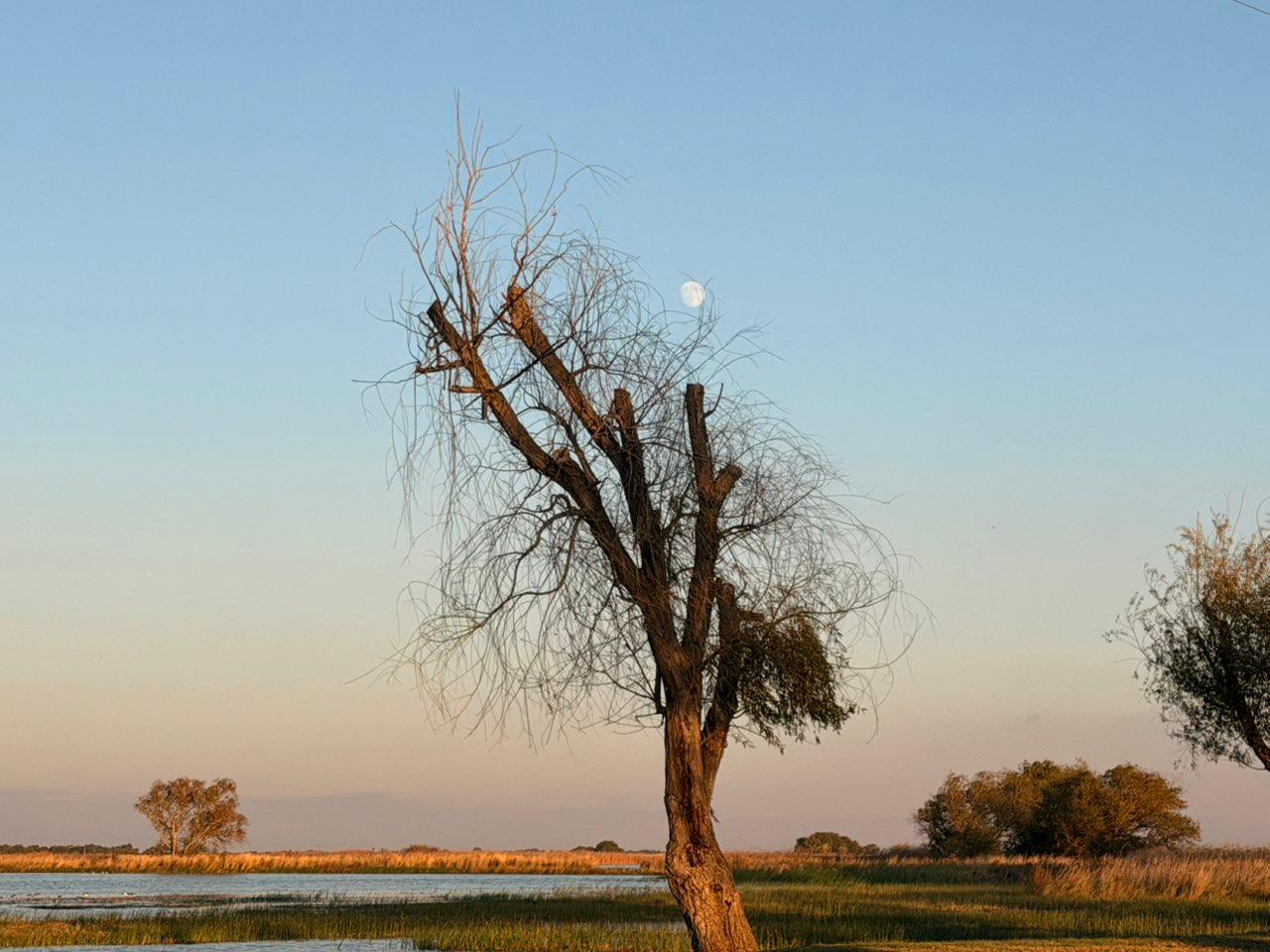 The Moon over Los Banos, United States — waxing gibbous, Lunar Day 14